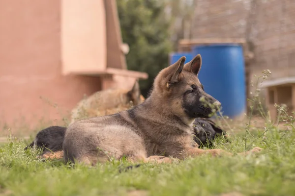 田舎の家で草の中で遊んでいるドイツの羊飼いの子犬 — ストック写真