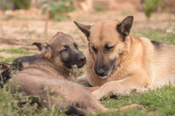 Mother German Shepherd taking care of her puppies in a country house