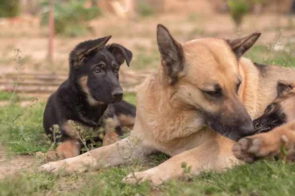 Mother German Shepherd taking care of her puppies in a country house