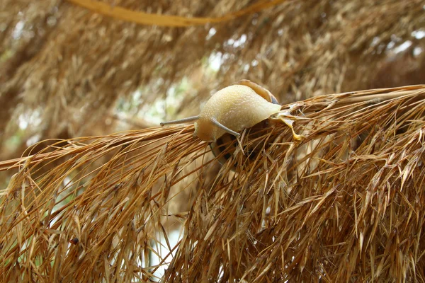 Schnecke auf dem trockenen Schilf — Stockfoto