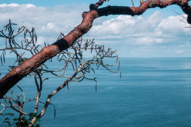Arka planda bir ağaç ve okyanus olan gizli manzara, Sayulita Mexico.