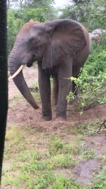 Éléphant Afrique Déterrant Sable Sous Pluie — Video