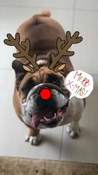 God Jul Bulldog Med Renöron Och Röd Näsa — Stockvideo