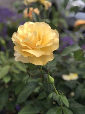 Bahçedeki tek sarı gül