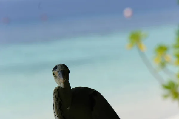 profile of heron against blue ocean and sky