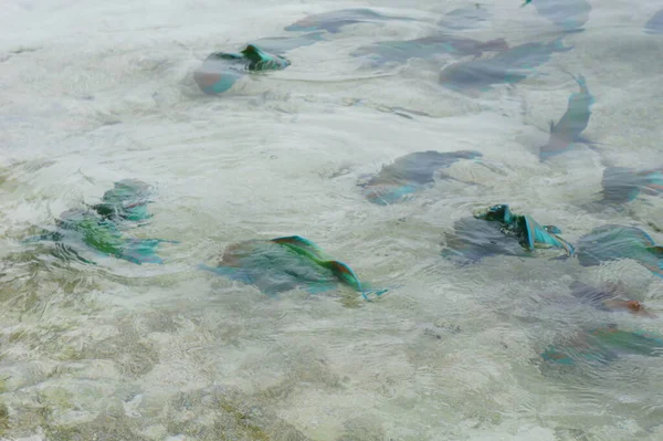Peixes Papagaio Nadando Águas Rasas Claras — Fotografia de Stock
