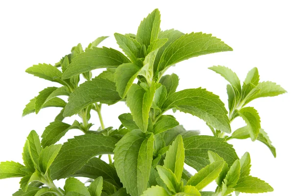 Stevia herb — Stock Photo, Image