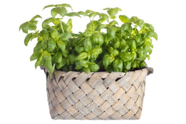 Fesleğen bitki sepeti