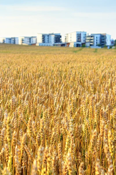 Acriculture város — Stock Fotó