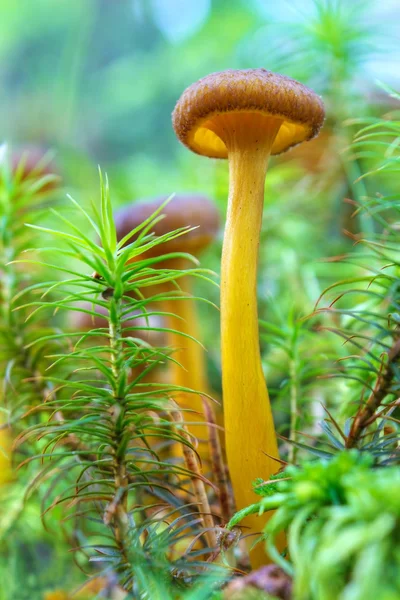 Жовтий ногою гриб — стокове фото