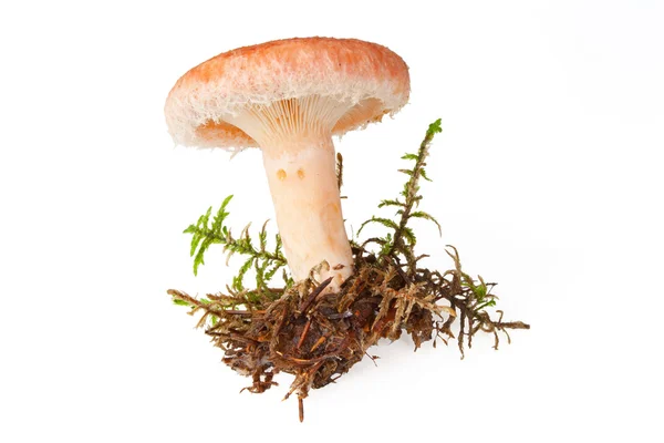 Їстівні вовняні гриби з молочної шапки — стокове фото