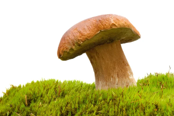 Boletus mushroom on moss Royalty Free Stock Images