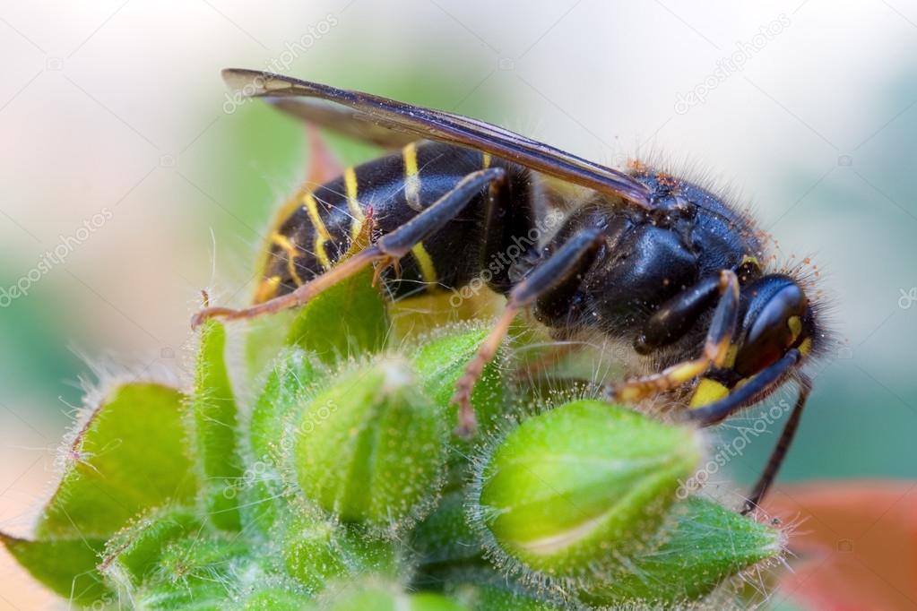 Wasp on leaf close up