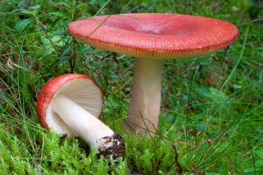 Kırmızı russula mantar