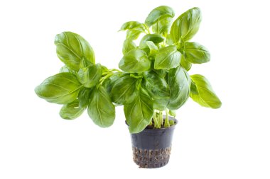 Fesleğen plastik kapta