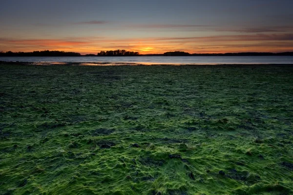 Piso de mar nua e alga — Fotografia de Stock