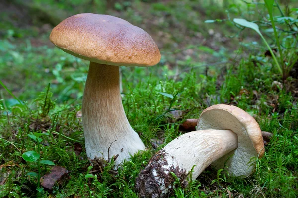 Raja boletes di hutan — Stok Foto