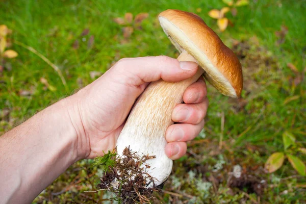 Mushroom in human hand — Stock Photo, Image