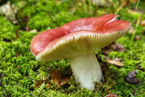 Roter Rossula-Pilz — Stockfoto