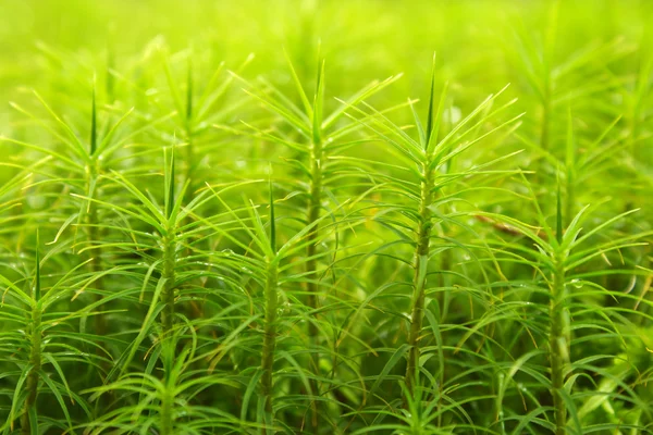 Moss naturaleza fondo —  Fotos de Stock