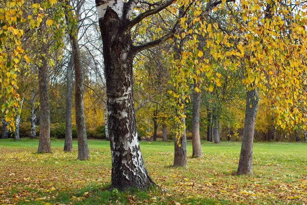 Árboles en el parque de otoño — Foto de Stock