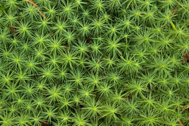 Moss doğa arka plan