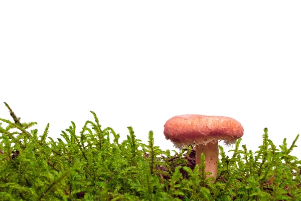 Mushroom in the moss — Stock Photo, Image