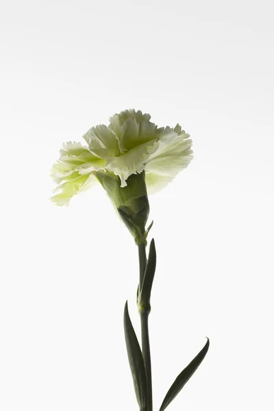 Anjer met licht groene bloemblaadjes op lichte witte achtergrond met kleurovergang. — Stockfoto