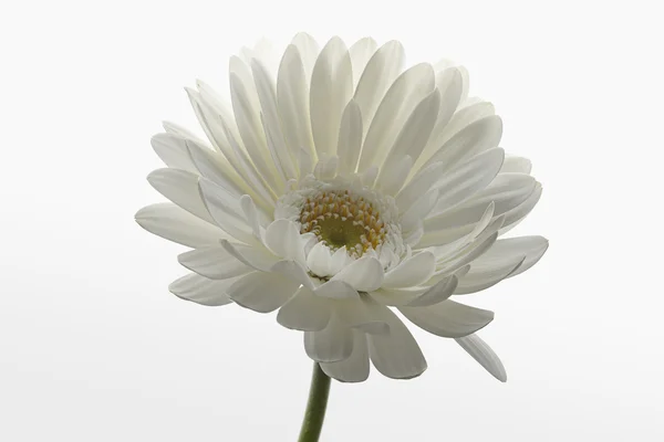 Single white daisy on white gradient background. — Stock Photo, Image