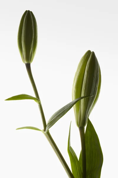 Lírio de dois botões com pétalas fechadas em fundo gradiente branco claro . — Fotografia de Stock