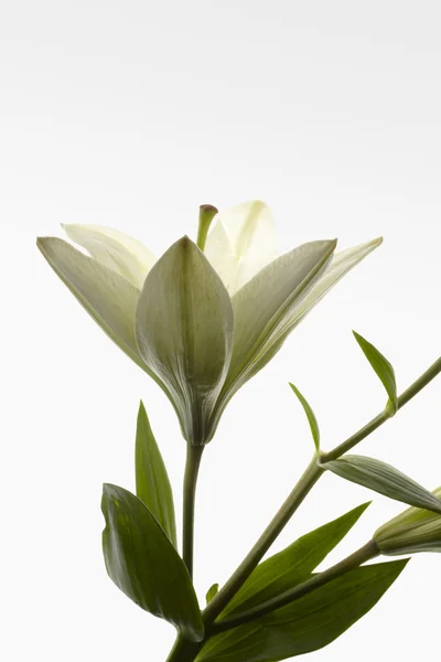 White lily with a green stem and green leafs — Stock Photo, Image