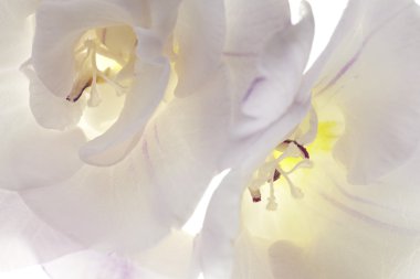 Beyaz arka plan üzerinde closeup iki trompet çiçekler