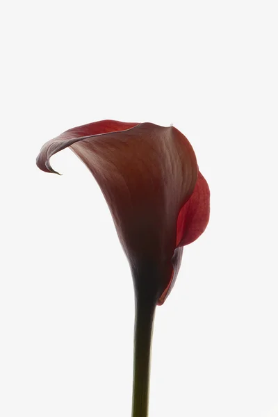 Red Callas bloem op witte achtergrond met kleurovergang. — Stockfoto