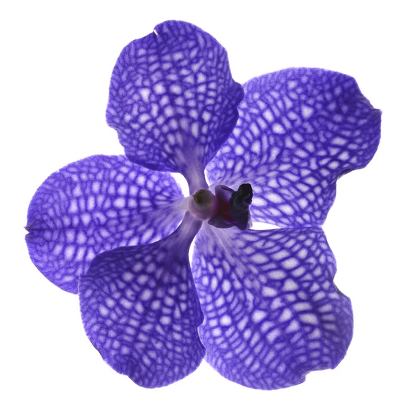 Orquídea violeta azul única no fundo branco — Fotografia de Stock
