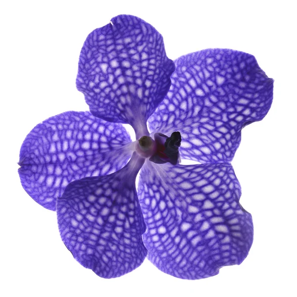 Single blue violet orchid on white background — Stock Photo, Image