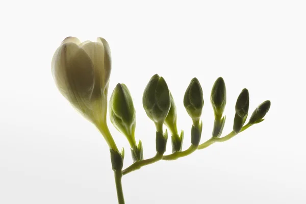 白のグラデーションの背景に芽とトランペットの花 — ストック写真