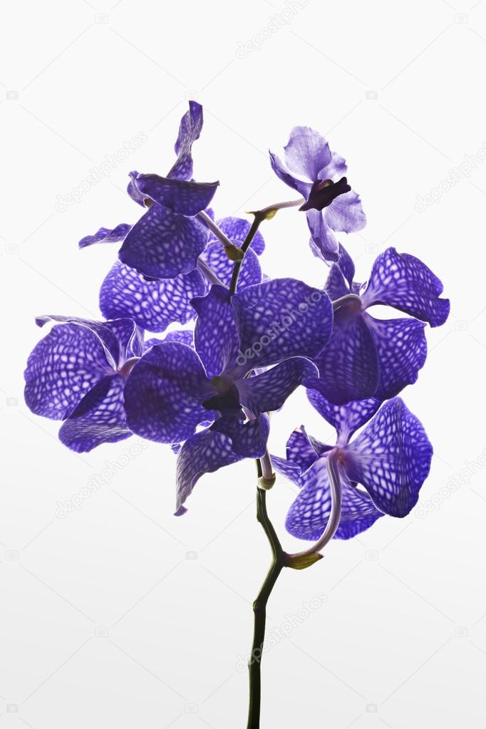 Stem with blue violet orchids