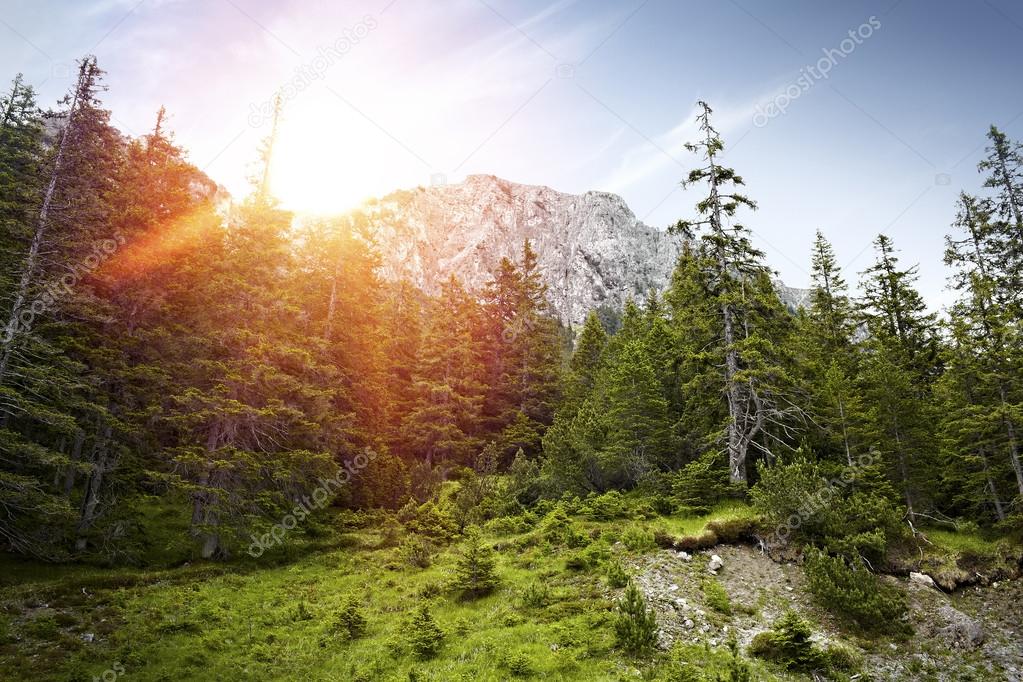 Forest with mountain in swiss alps