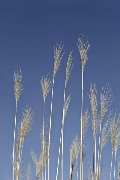 Brown reed grasses with brown stem in different sizes on background with clear blue sky. Sunshine. — Stock Photo, Image