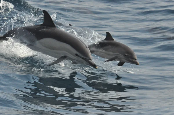 Gemensamma Dolphin & kalv — Stockfoto