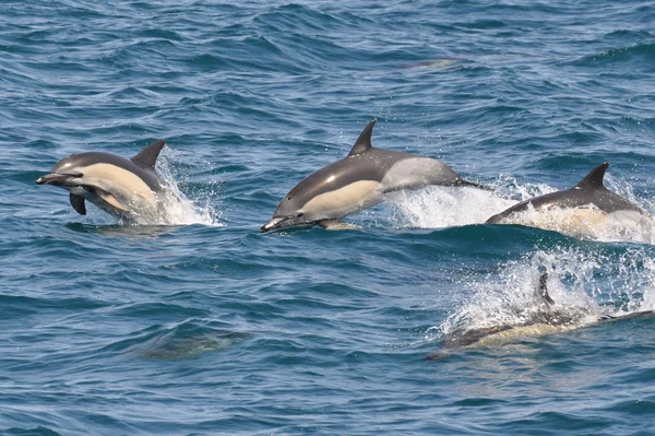 Kanonen Dolphin — Stockfoto