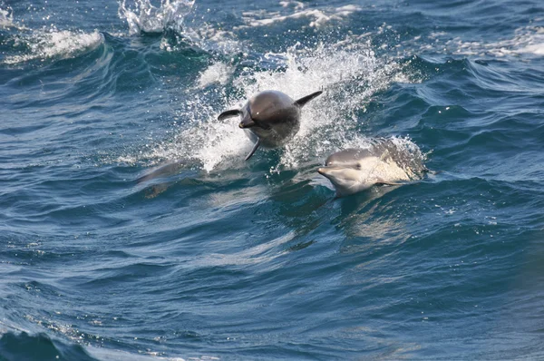 Connon Dolphin — Stock Photo, Image