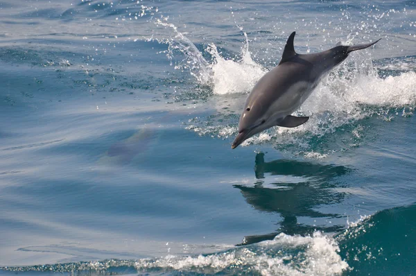 Kanonen Dolphin — Stockfoto