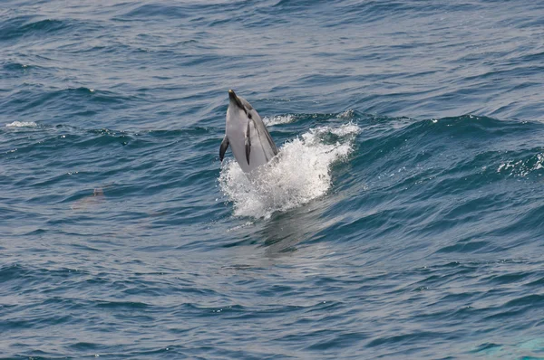 Striped Dolphin — Stock Photo, Image