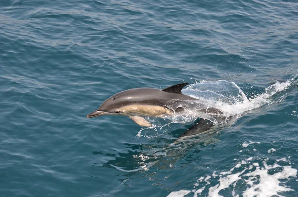 Connon δελφίνι — Φωτογραφία Αρχείου