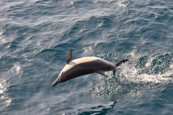Działka Dolphin — Zdjęcie stockowe