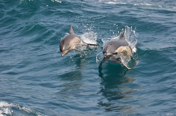 Delfin ágyú — Stock Fotó