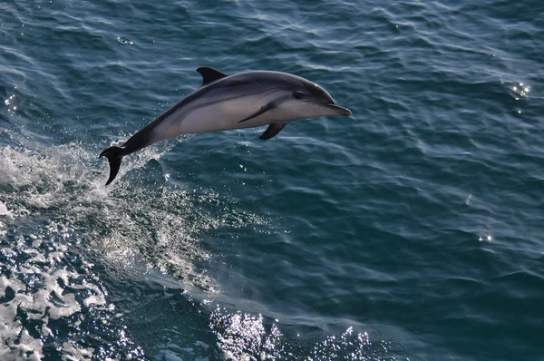 Ριγέ δελφίνι — Φωτογραφία Αρχείου