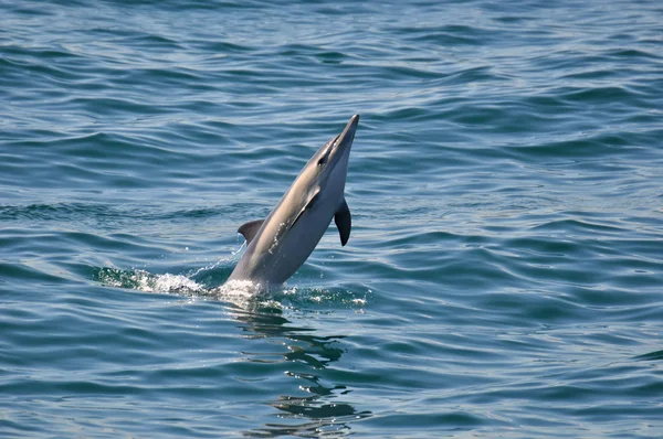 Дельфин, Коннон — стоковое фото