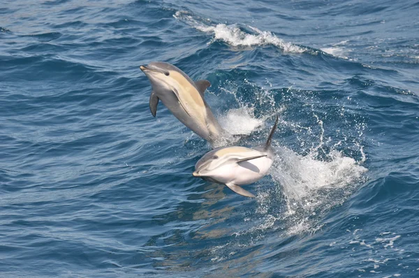 Connon Dolphin — Stock fotografie